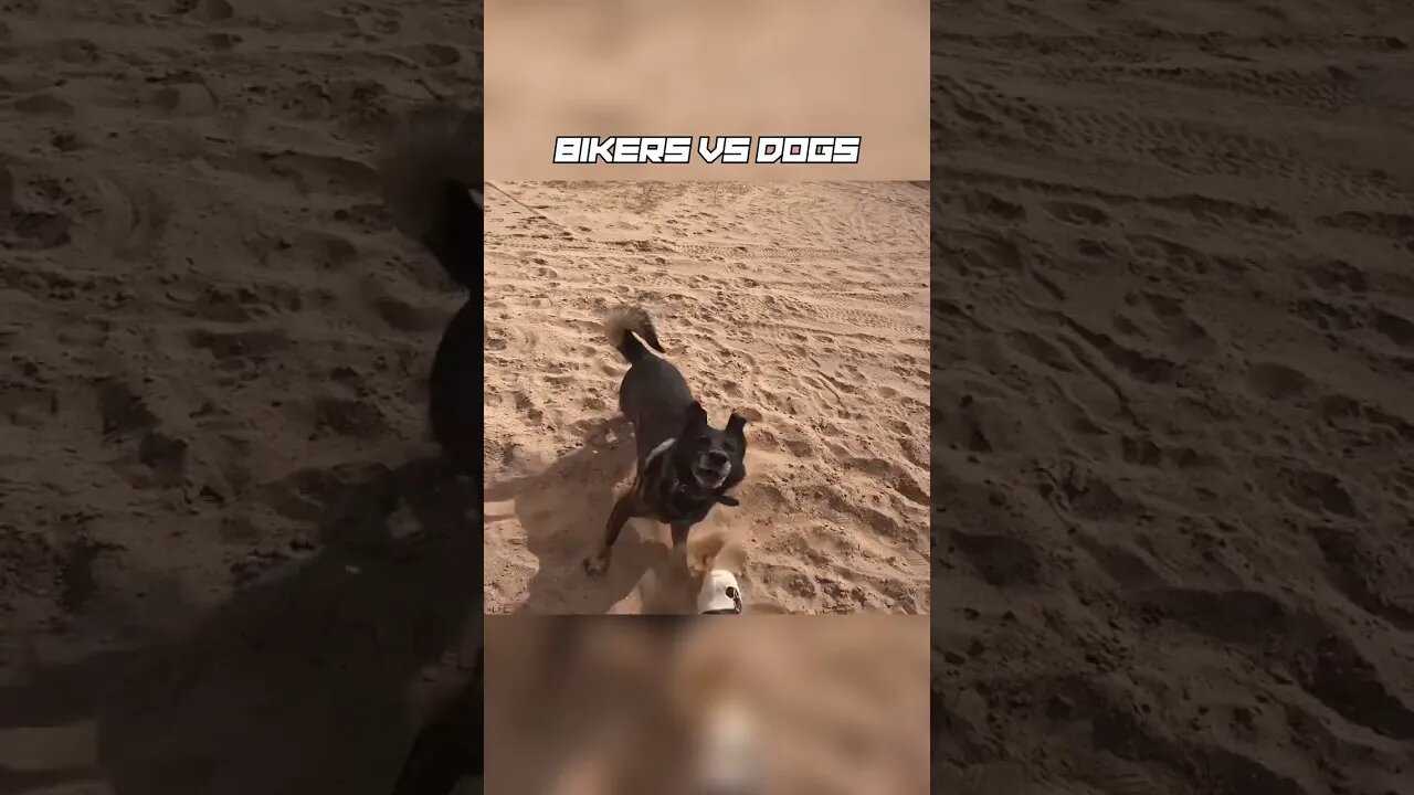 Biker got attacked by A WILD DOG!