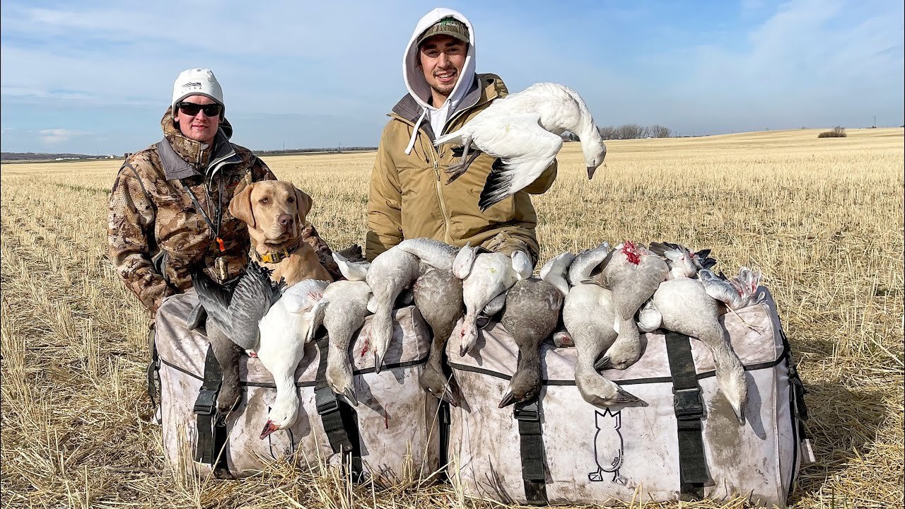 Snow Goose Hunting Juvie Snows