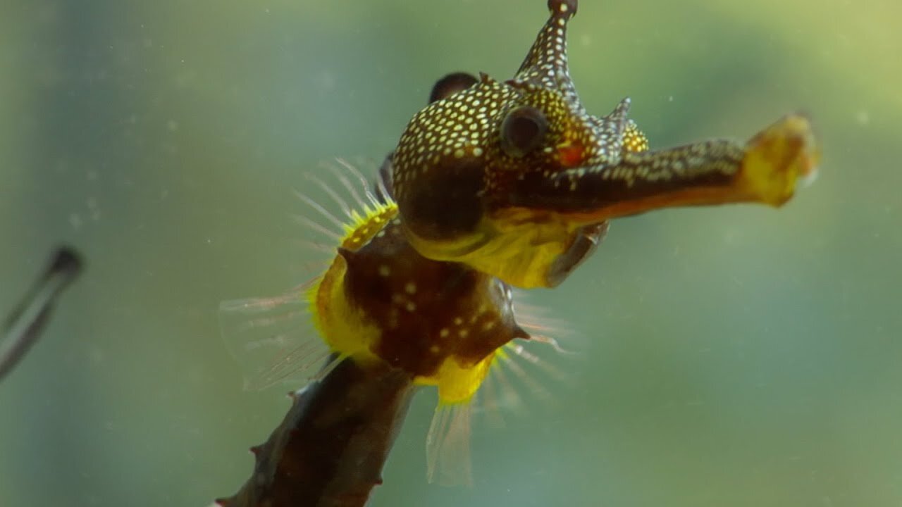 How Flamboyant Seahorse Dads Protect Their Eggs | Animal Super Parents | BBC Earth