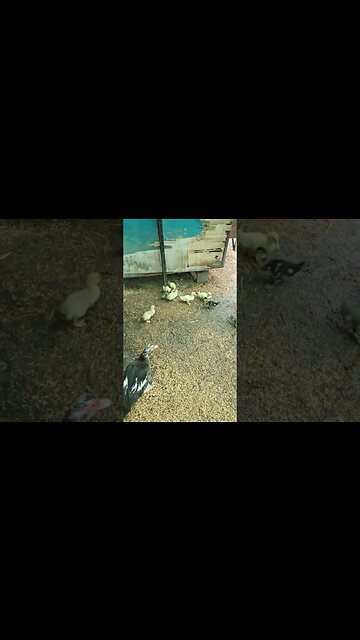 Mother Duck and the Ducklings, eating and drinking