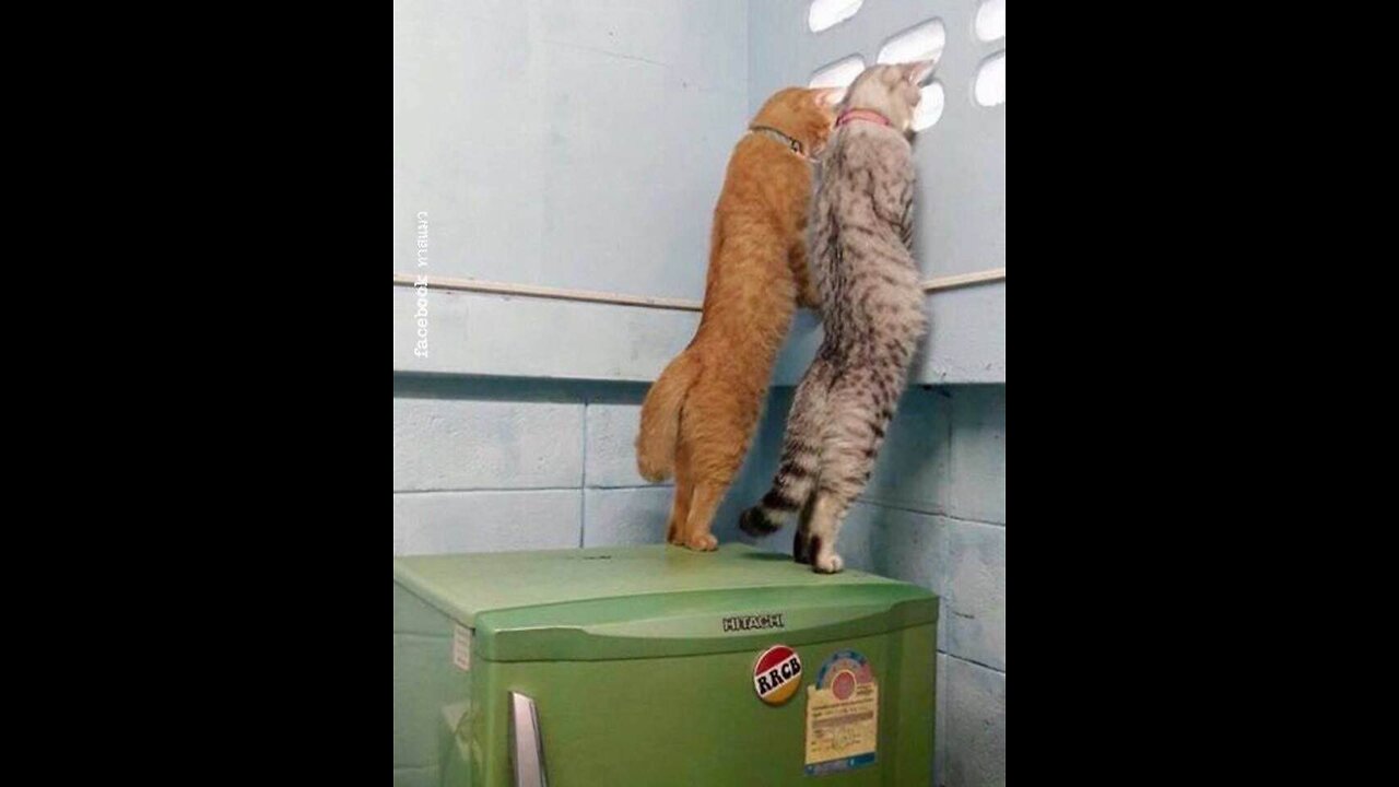 Funny moments from the life of cats. Fun with cats.
