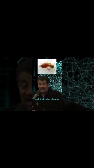 Which animal has the biggest brain? Animal intelligence - Neil Degrasse Tyson and Joe Rogan