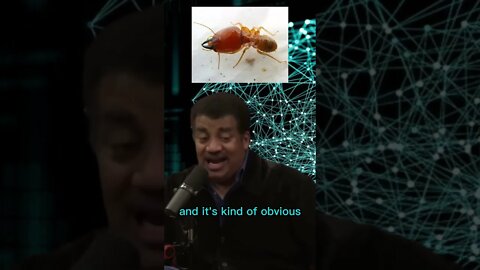 Which animal has the biggest brain? Animal intelligence - Neil Degrasse Tyson and Joe Rogan