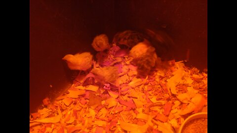 How to make a Button Quail set up