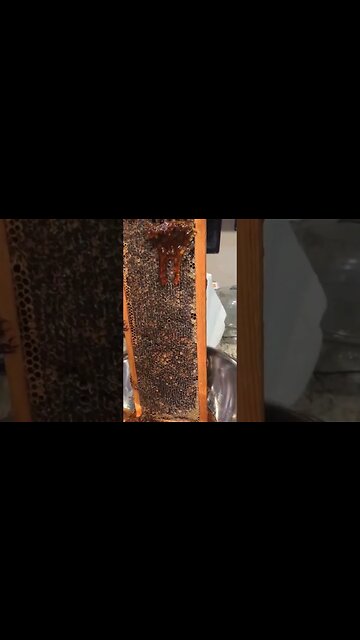 😌🐝🍯 My Favorite Part #thedenmanhomestead