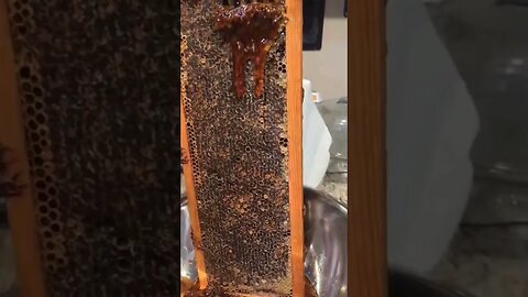 😌🐝🍯 My Favorite Part #thedenmanhomestead