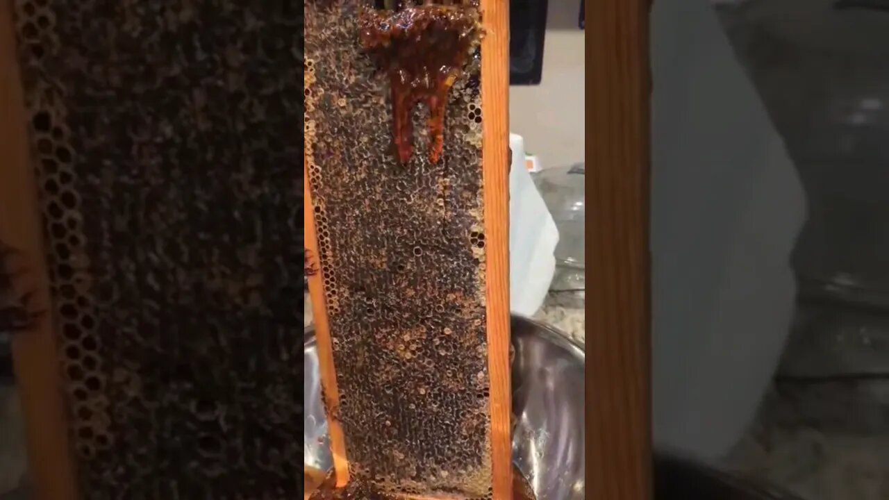 😌🐝🍯 My Favorite Part #thedenmanhomestead