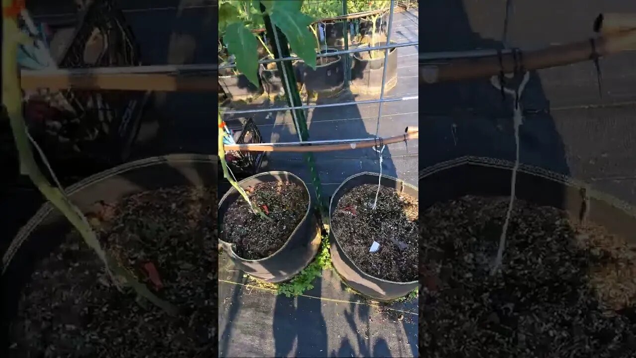Using Flags for Garden Management