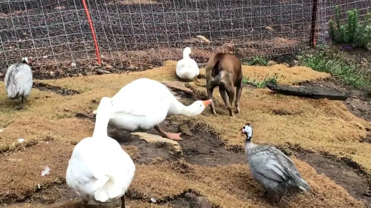 Geese bully small dog and there’s a mystery clump of feathers! 😳