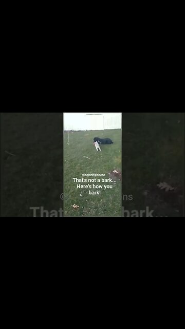 Cute puppy playing with his daddy 🐕 #puppy
