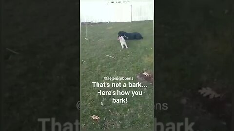 Cute puppy playing with his daddy 🐕 #puppy