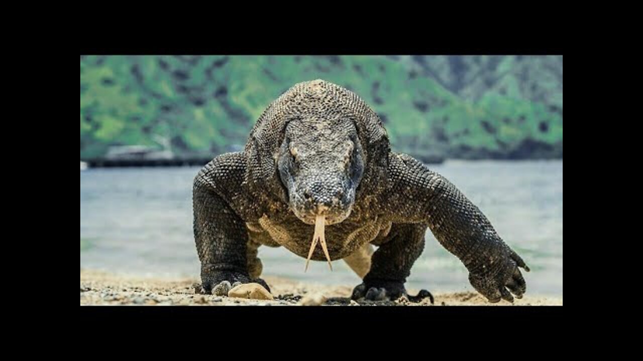 Komodo Dragon vs Anak Babi