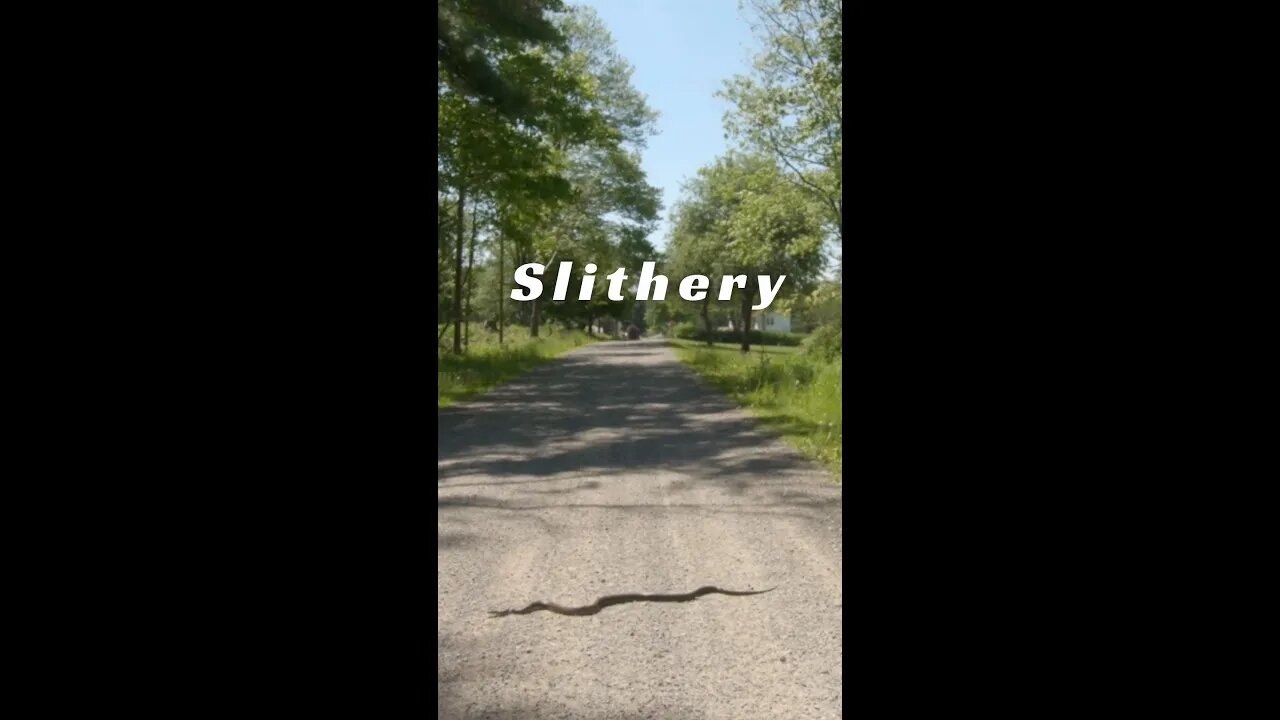 Slithery Encounter – Jeep Cherokee XJ -Rat Snake?