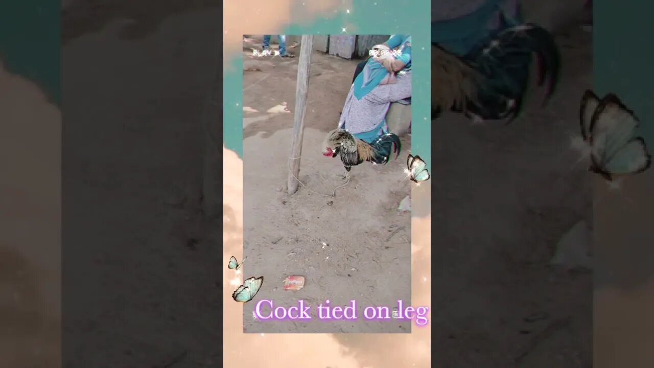 Cock tied on leg, #Shorts, #cock, #bird, #tied up , #animal, #viral, #trending