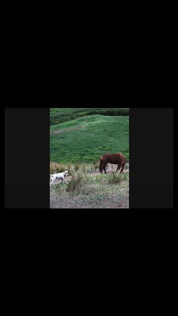 Dog plays with sticks and hangs out with the horses