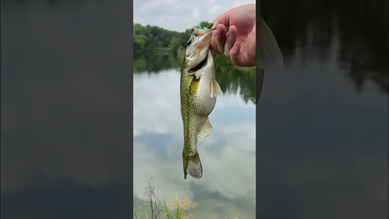 Look at the belly on this little Bass! Wonder what he has been eating? #bassfishing #bass #shorts