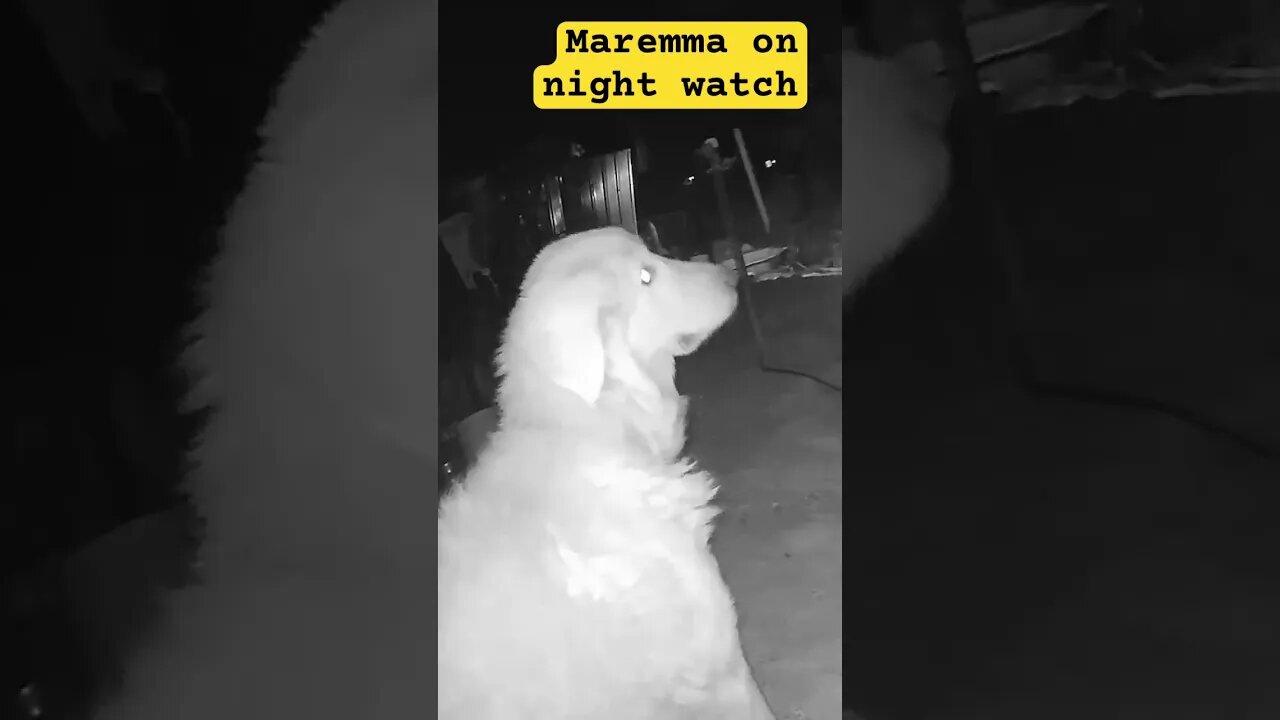 Livestock guardian on night watch with birds