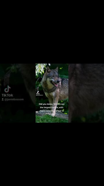 A Wolf Is Very Long! #facts