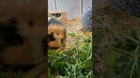 Guinea pig afternoon