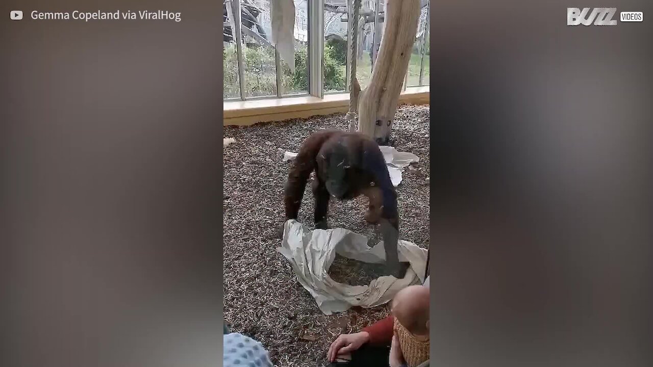 Une femelle orang-outan fascinée par une mère et son bébé