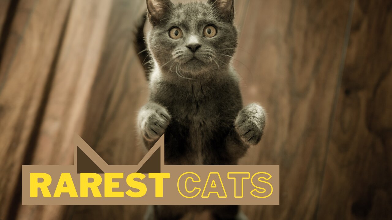 Rarest cat breeds