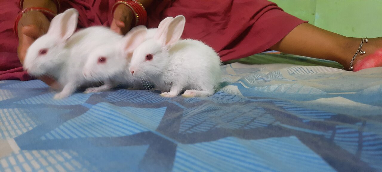 Rabbit Fun and masti