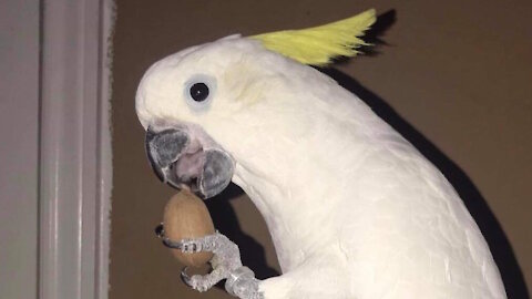 Funny Cockatiel Parrot Fighting with Toe