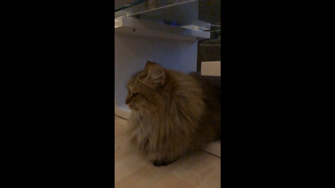 My little cat going under the table