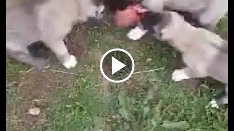 Shepherd Dog Puppies Breakfeast