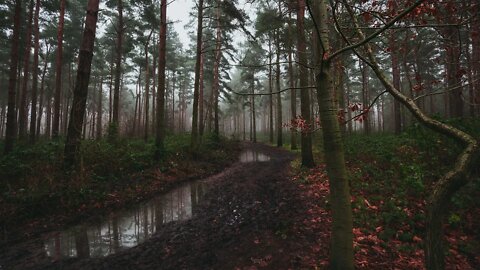 Gentle rain in forest path puddles