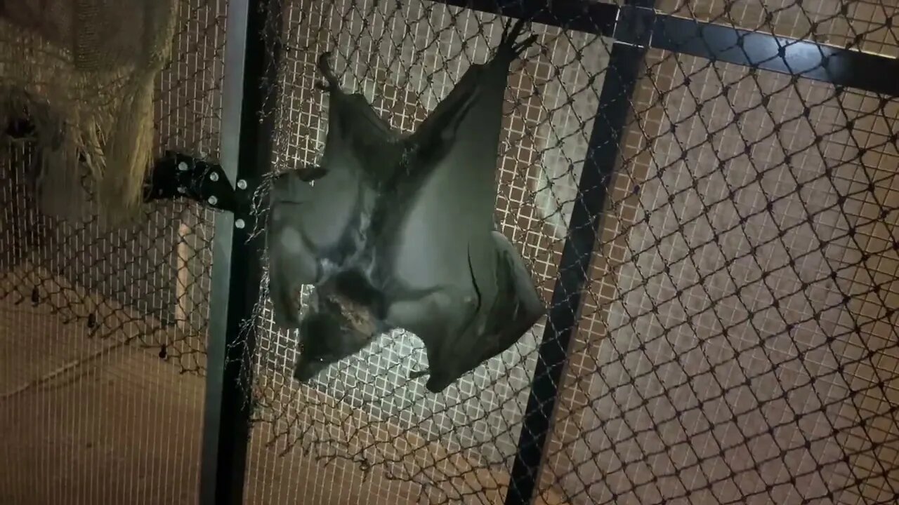 Nighttime Antics When Putting Food Out In Jeannie's Bat Aviary - Behind The Scenes Working With Bats