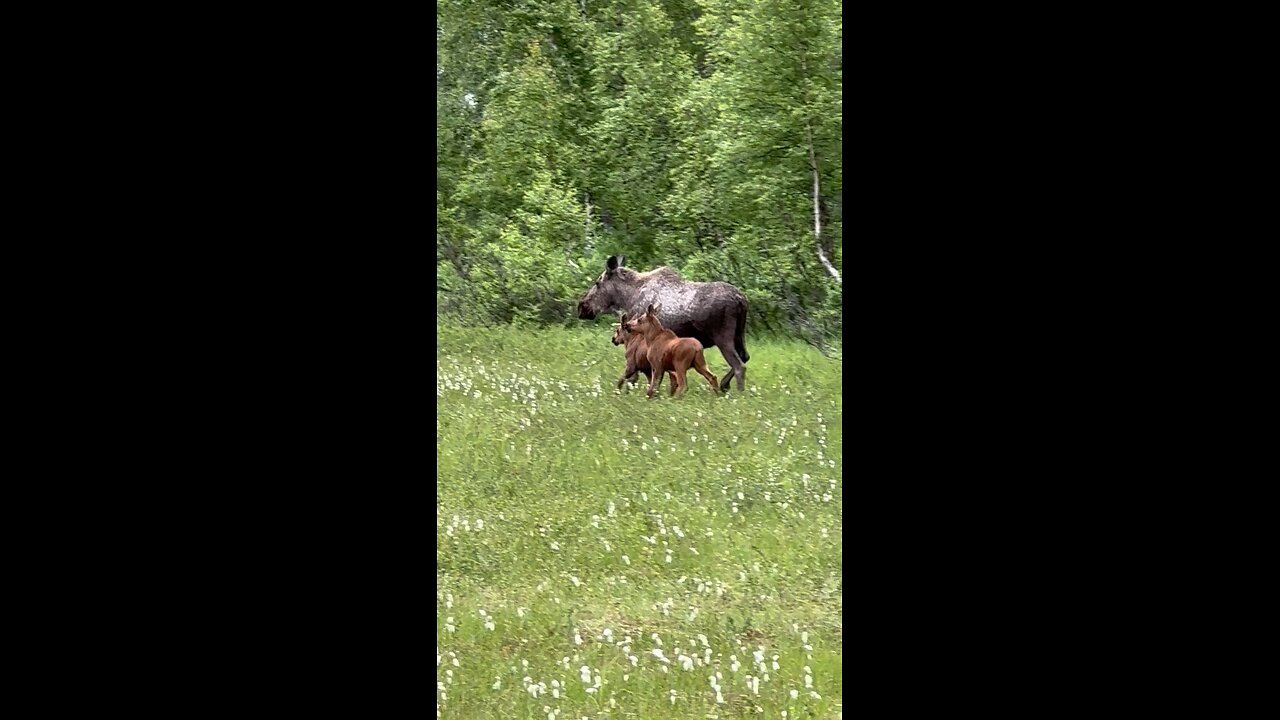 Momma moose and her twins