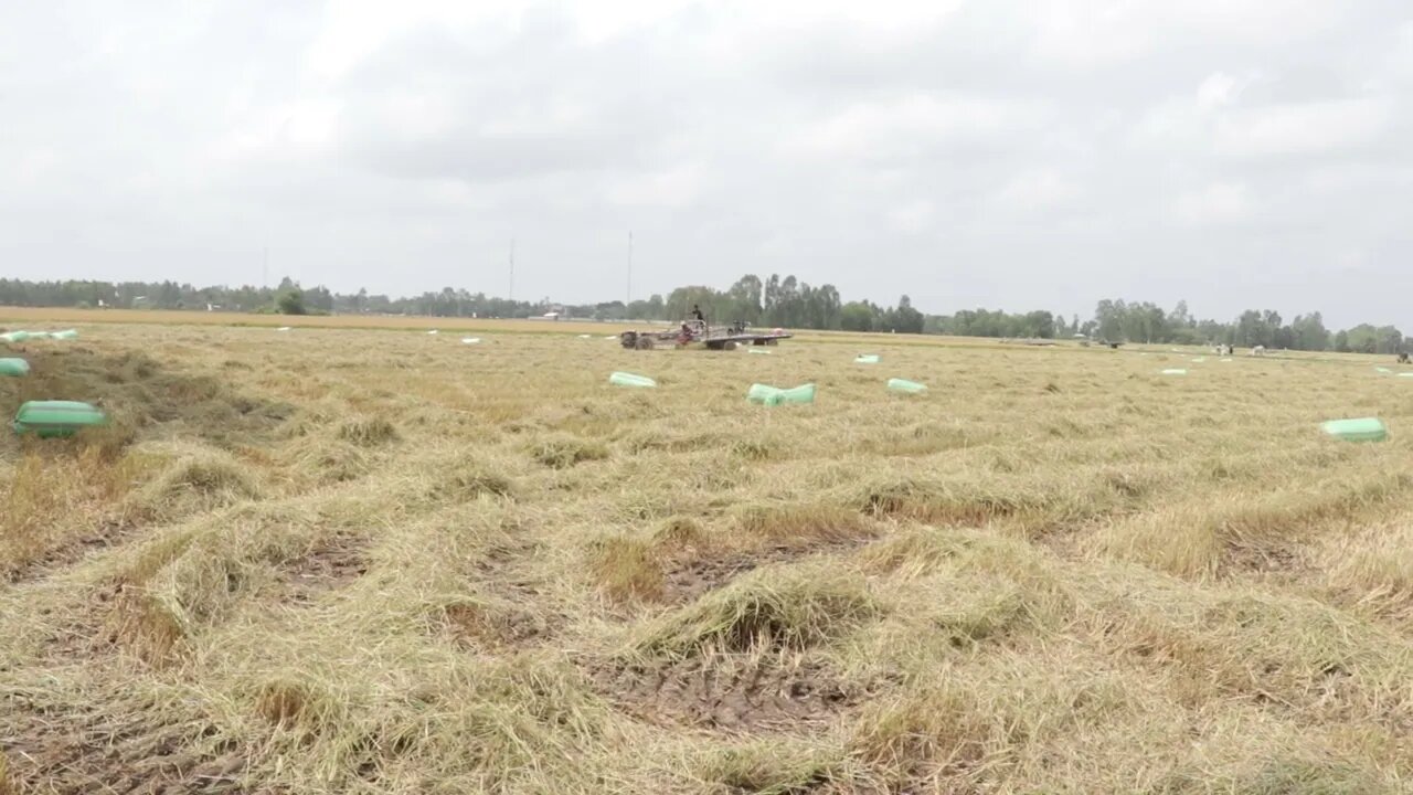 Beautiful Harvesting rice