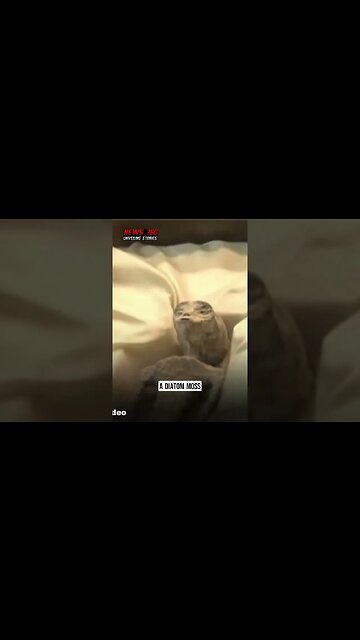 VIDEO: UFO expert Jaime Maussan displays 1,000 year old 'alien' corpses in Mexico's parliament