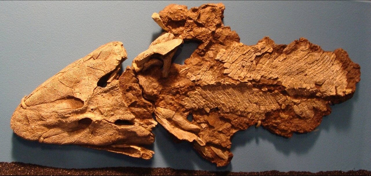 Pegadas polonesas causam problemas no Tiktaalik. (Legendado)