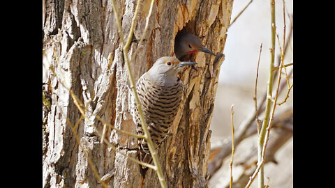 Birds Along the Trail - April 30th 2022