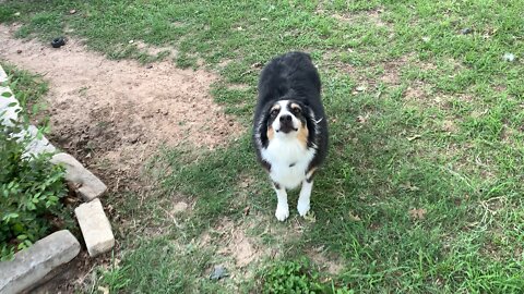 Australian Shepherd Just Wants To Play