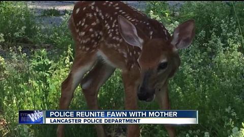 Lancaster Police rescue fawn hit by car