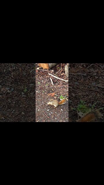 Little Squirrels Hunting and Gathering Nuts 🥜