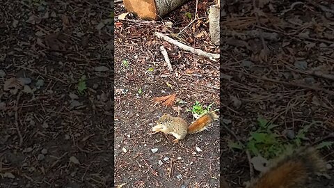 Little Squirrels Hunting and Gathering Nuts 🥜