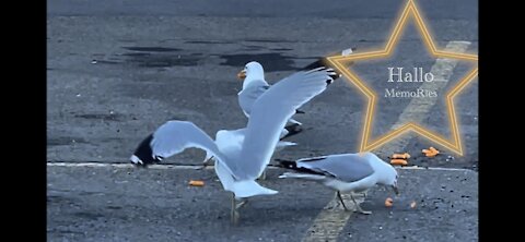 Seagulls love Humpty Dumpty! Cheese fingers.