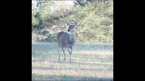 Doe in the field