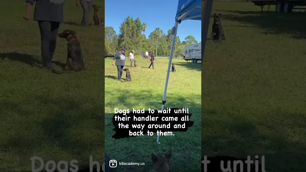 Wait while handler walks around the circle #malinois #dogtraining #dogtrainingtips