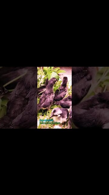 Jurassic world dominion baby raptors #raptors #jurassicworld