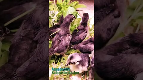 Jurassic world dominion baby raptors #raptors #jurassicworld