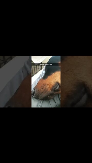 🤣My #Doberman Snores!😴 #dobermanlove #dobermanplanet #dogs #shorts #dobies #dobermanpinschers