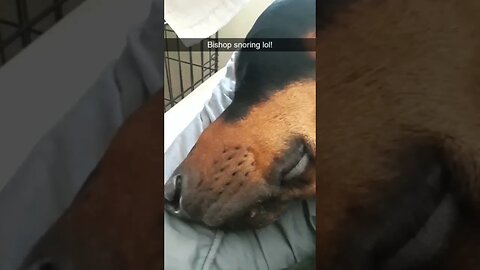 🤣My #Doberman Snores!😴 #dobermanlove #dobermanplanet #dogs #shorts #dobies #dobermanpinschers