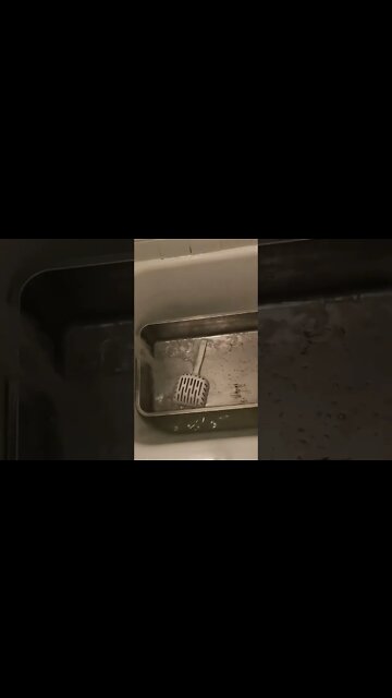 IMMEDIATELY throw your plastic litter box in the GARBAGE #shorts