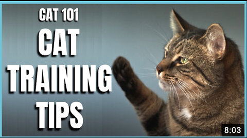 Cat training tips