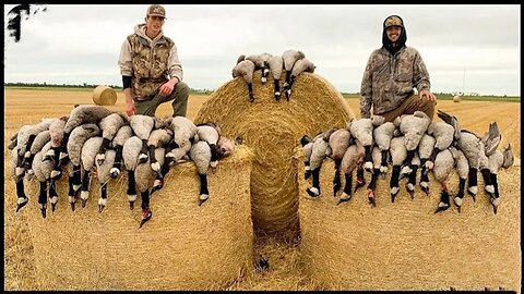 MOUSE FARM Australian Farmers Deal With 10 Million Invasive Geese And Swamp Rats This Way